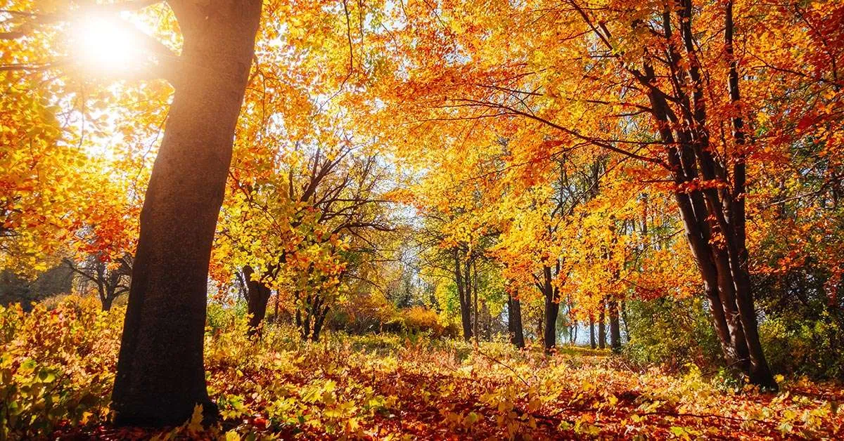 Autumn Offer